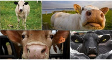 Důvody, proč kráva může kašlat a domácí léčba